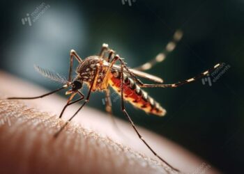 一鍵看懂|屈公病是什麼?此「症狀」與登革熱不同 恐痛到無法行動