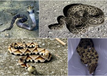 長蟲頻出沒　三原則保護自己、維護生態