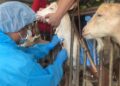 嘉畜所全面啟動畜禽水產防疫應變 防範災後疫病