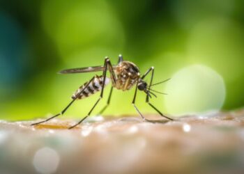 網傳屈公病人傳人　疾管署澄清：經病媒蚊傳播